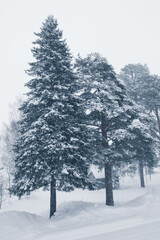 Christmas trees in snow storm