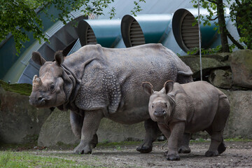 Fototapeta premium Indian rhinoceros (Rhinoceros unicornis).