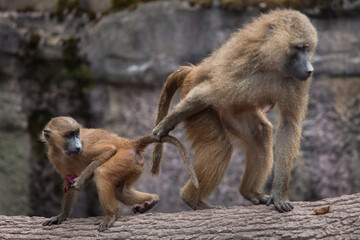 Guinea baboon (Papio papio).