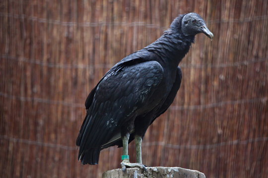 American black vulture (Coragyps atratus).