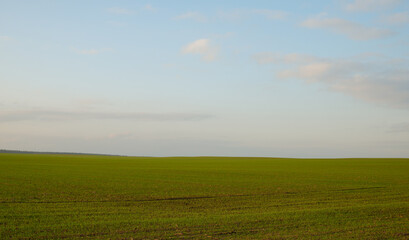 Natural background. Scenery. Green sprouts of wheat blue sky in the rays of the sunset.