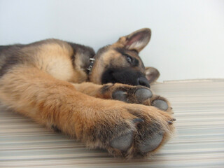 Shepherd german puppy posed in home. Paw German shepherd . Close up. Selective focus.