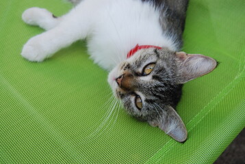 gray cat on a green lounger