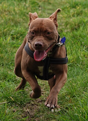 Pitbull Running