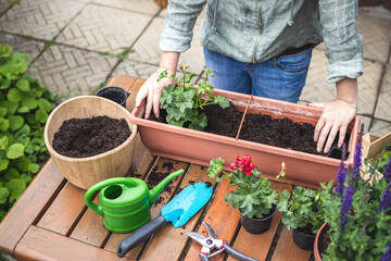 Planting geranium seedling into flower pot on table. Woman gardening at backyard in springtime