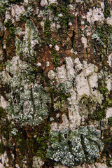 various mosses and lichens on the tree bark