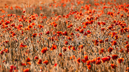 red poppies