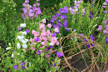 Variety of bell shaped flowers and wicker spherical composition in landscaping. Campanula champion, Canterbury Bells, or Bellflower in the spring or summer garden. 
