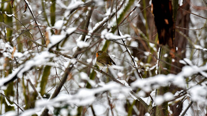 A small, beautiful robin perched on a branch of a bush
