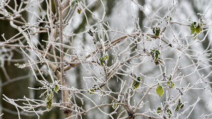 Busch bedeckt mit Raureif mit grünen Blättern