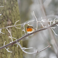 A little robin sits on a branch covered with frost in the morning frosty forest