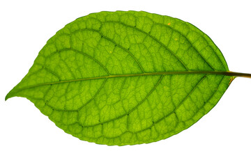 leaf on white background back illuminated with veins