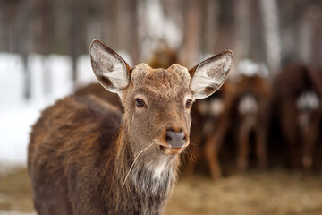 Fototapeta premium Closeup beautiful sika male deer or spotted deer on blur background looking at camera