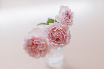 ピンクのガーベラ