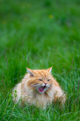 Naklejka na ściany i meble le chat angora roux tourne sa langue 