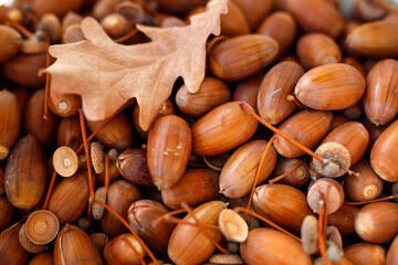 Autumn forest natural background. Oak acorns.