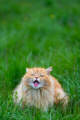 Naklejka na ściany i meble le chat angora roux tire la langue gueule ouverte