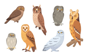 Owl species set. Brown, barn, horned, snowy, eagle, hawk owls isolated on white. Vector illustration for wild animals, wildlife, forest birds concept