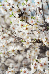 Silverded Almond pretty flower invites to meditation (Japanese cherry tree - jerte Spain)