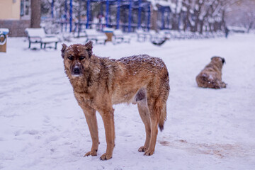 snowy street view and dog