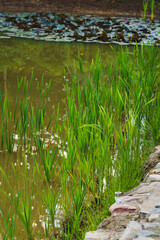 Fototapeta na wymiar Cattail grows in the pond along the coast, spring day, the pond water is greenish-yellow in color