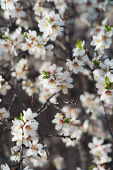 Silverded Almond pretty flower invites to meditation (Japanese cherry tree - jerte Spain)