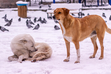 snowy street view and dog