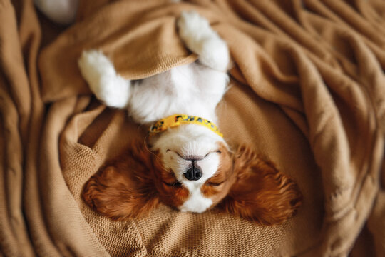 Funny Sleeping Cavalier King Charles Spaniel Puppy Face