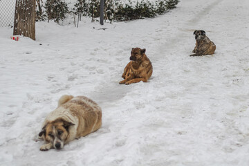 snowy street view and dog