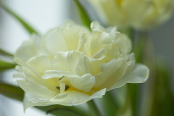 spring tulip meadow. close up of white tulip petals. abstract floral background