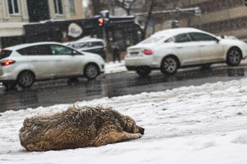 snowy street view and dog