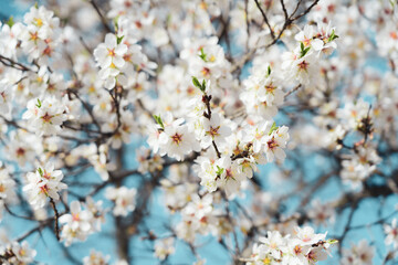 Silverded Almond pretty flower invites to meditation (Japanese cherry tree - jerte Spain)