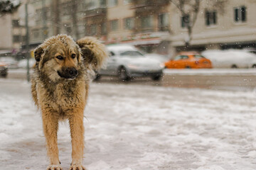 snowy street view and dog
