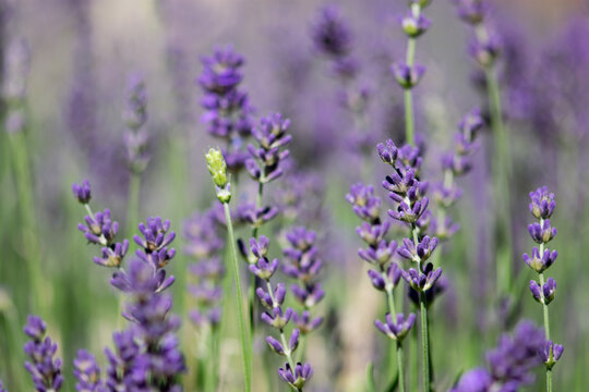 Purple Lavender Field Closeup © Katherine Kirkland