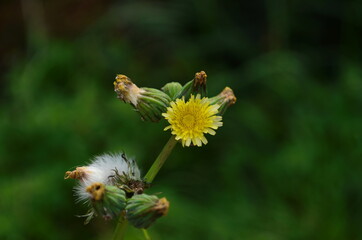 Sonchus arvensis. Perennial herbaceous plant. Used for salads, vinaigrette, soups, mashed potatoes, add the filling for pies