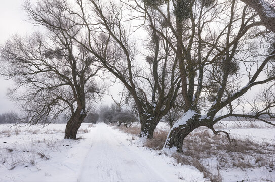 Picture of a country road in winter.