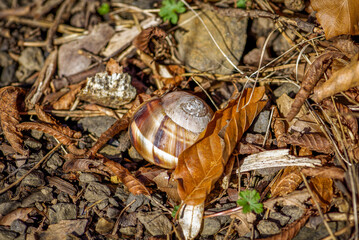 Land snail on the ground and autumn leaf