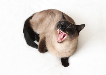 A Thai cat with blue eyes lies on the couch and yawns. The cat opened its mouth.