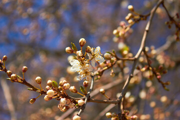 Spring white flowers. Cherry blossoms on a sunny day against the blue sky. Beauty of nature. Spring, youth, growth concept.