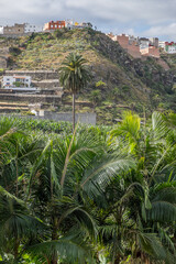 Fototapeta na wymiar Plantaciones de plataneras en la zona de Arucas en Gran Canaria