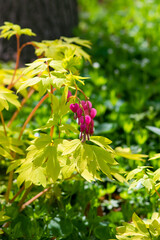 Bleeding Heart Flowers