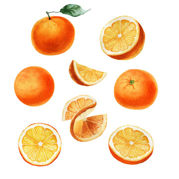 Watercolor orange fruits. Citrus set with half and slices. Isolated on white background. Hand painted,  botanical painting perfect for kitchen design, cards, poster, textile, menu