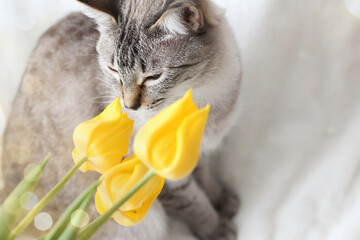 Thai grey tabby cat smelling the flowers. Photo spring greeting card with yellow tulips and...