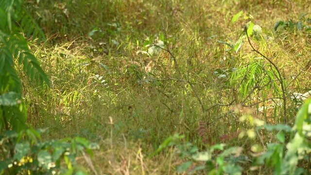 Wild Boar, Sus Scrofa, 4K footage, Huai Kha Kaeng Wildlife Sanctuary, Thailand; seen standing in the middle of the grass in the forest during a hot summer day as it continues to run to the right.