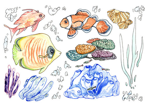 Set of tropical fish and coral drawn in watercolor technique. Images for decoration.