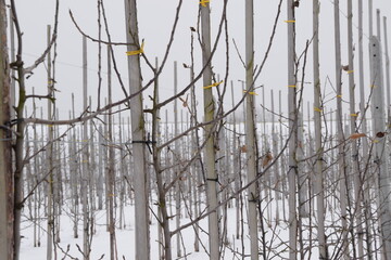 Young apple orchard in february, apple trees in rows, apple tree fastener, trees tied to stake