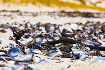 broken Mussel shells washed up on a beach