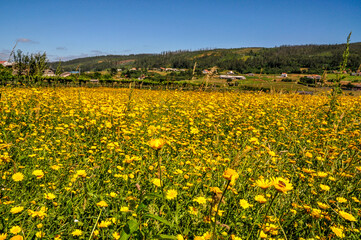 Fototapeta premium field of flowers