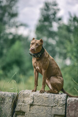 Portrait of an angry pit bull terrier in the forest close-up.