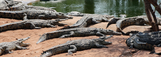 Fototapeta na wymiar Large dangerous crocodiles lie on the sandy shore of the reservoir.